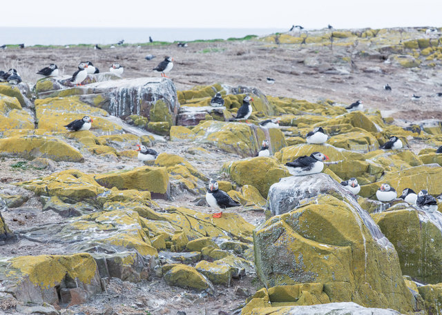 Farne Islands
