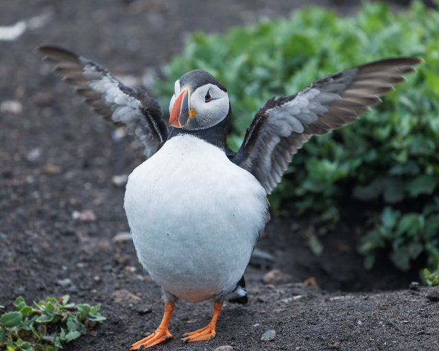 Farne Islands
