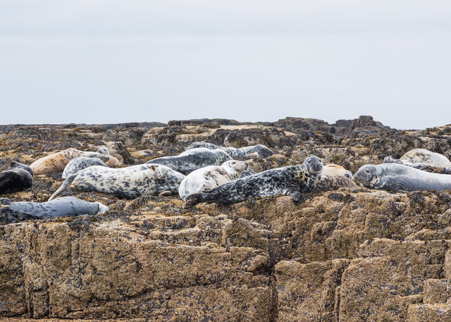 Farne Islands