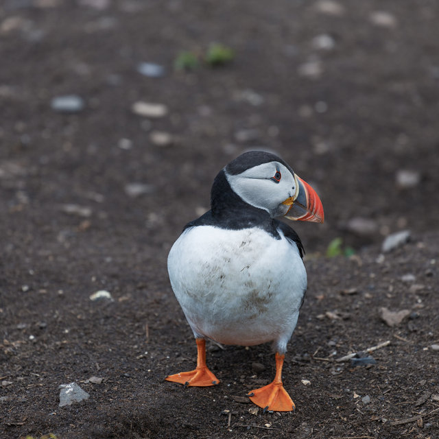 Farne Islands
