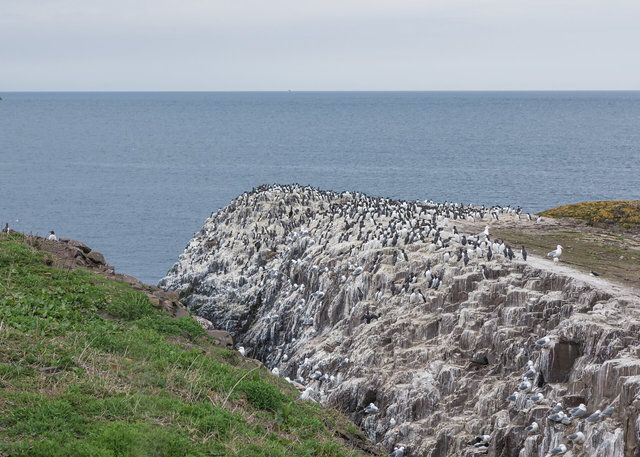 Farne Islands