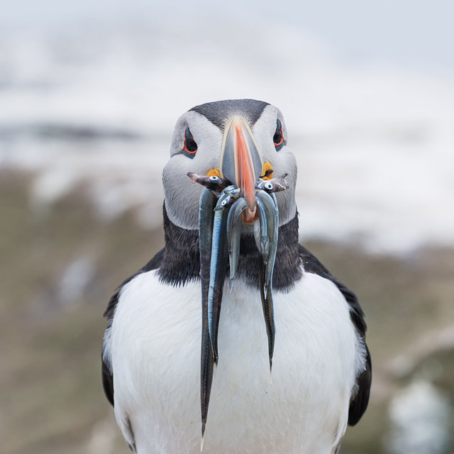 Farne Islands