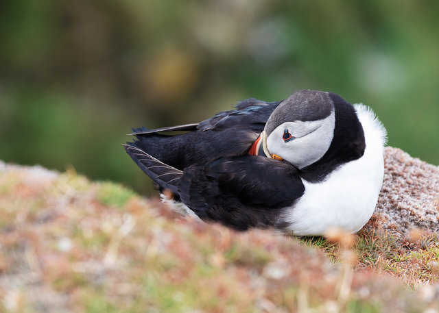 Puffin