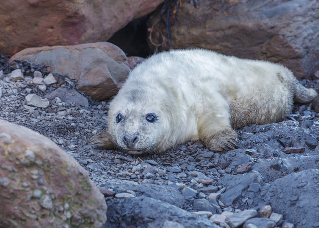 Seal at Ravenscar