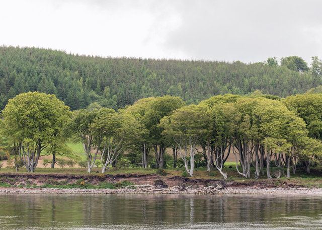 Mount Stuart estate woodland, Isle of Bute