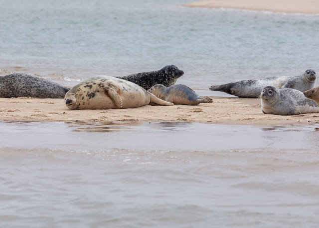 Blakeney Point seals