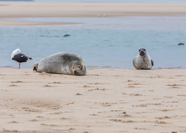 Blakeney Point seals