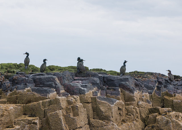 Farne Islands