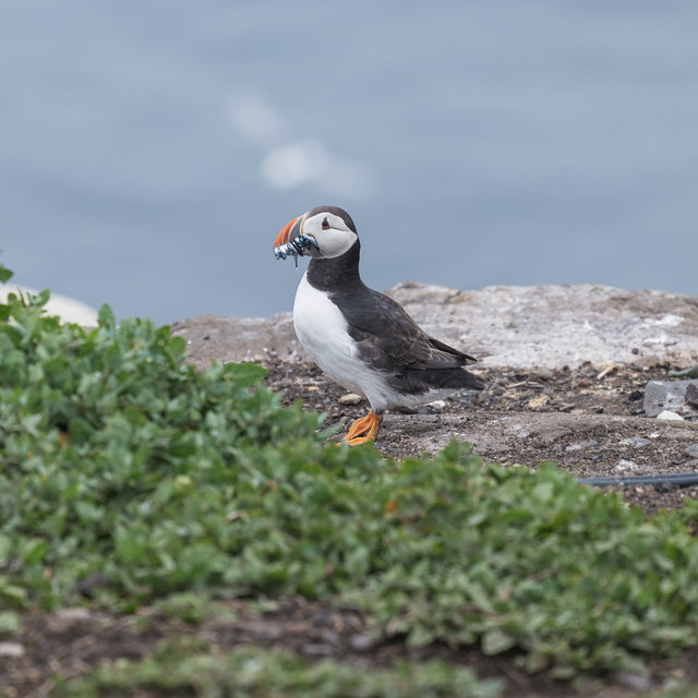Farne Islands