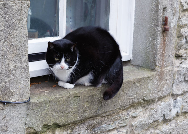 Shetland Cat at Commercial Street