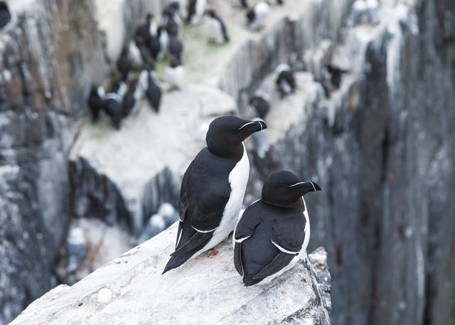 Farne Islands