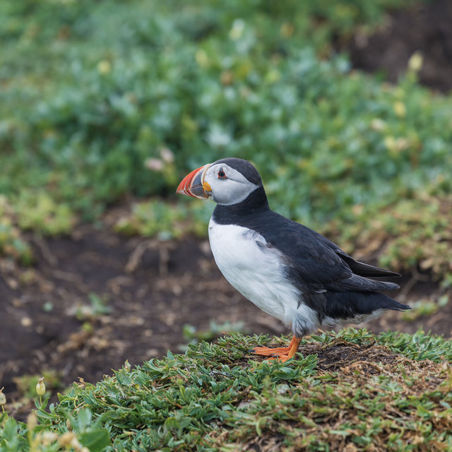 Farne Islands