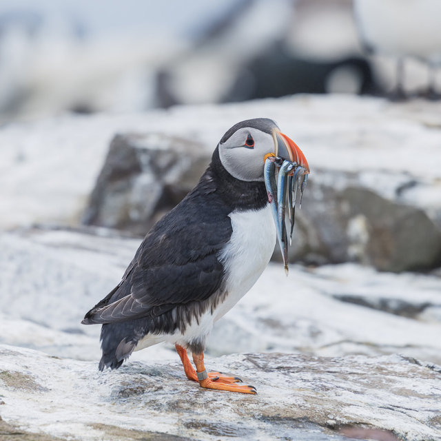 Farne Islands