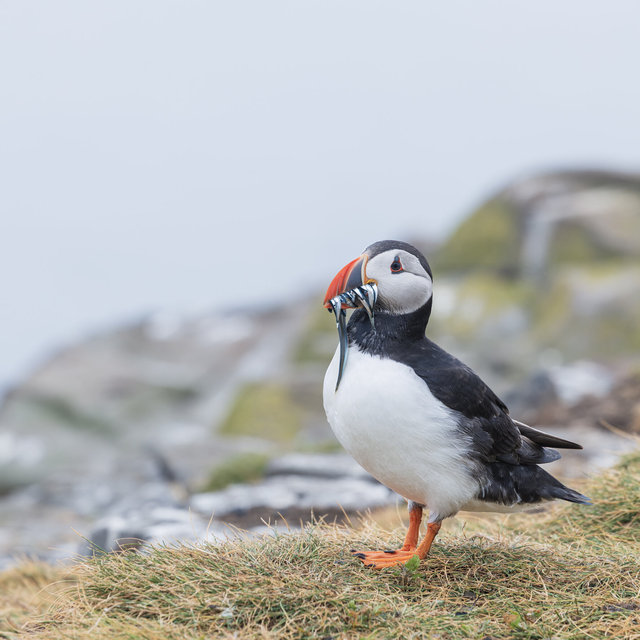 Farne Islands