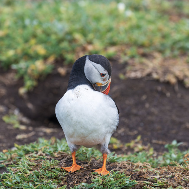 Farne Islands