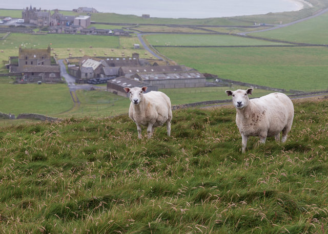 View towards Sumburgh Farm