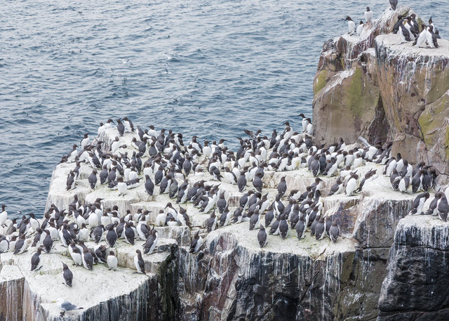 Farne Islands