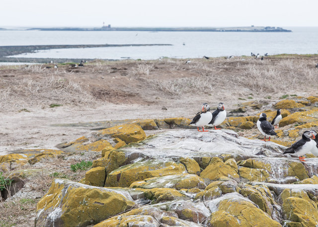 Farne Islands