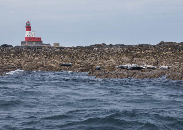 Farne Islands