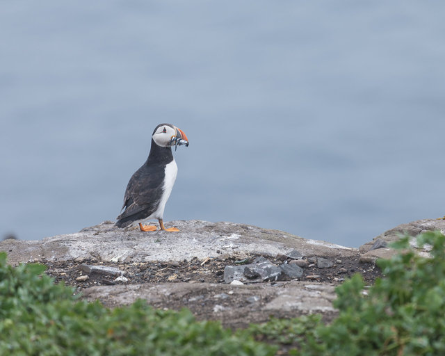 Farne Islands