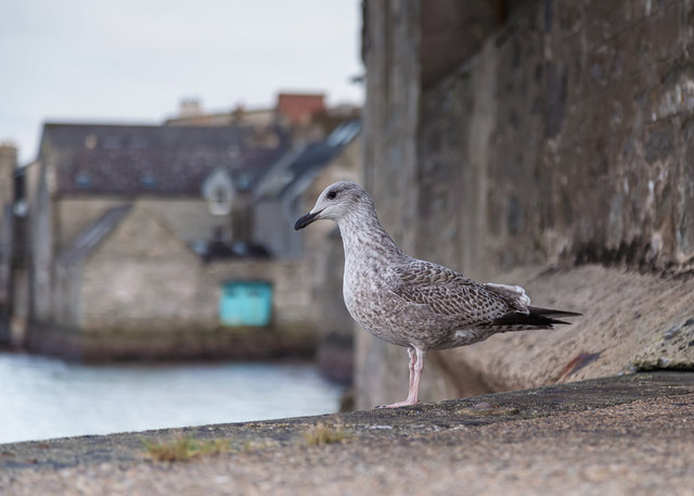 Lerwick's old waterfront