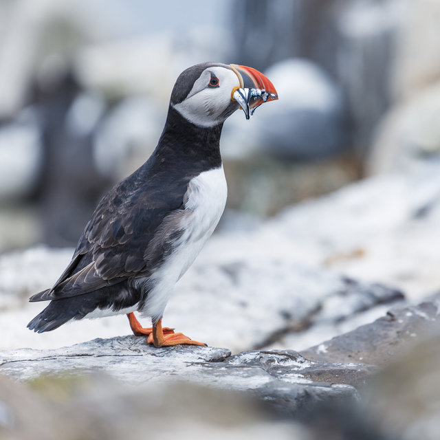 Farne Islands