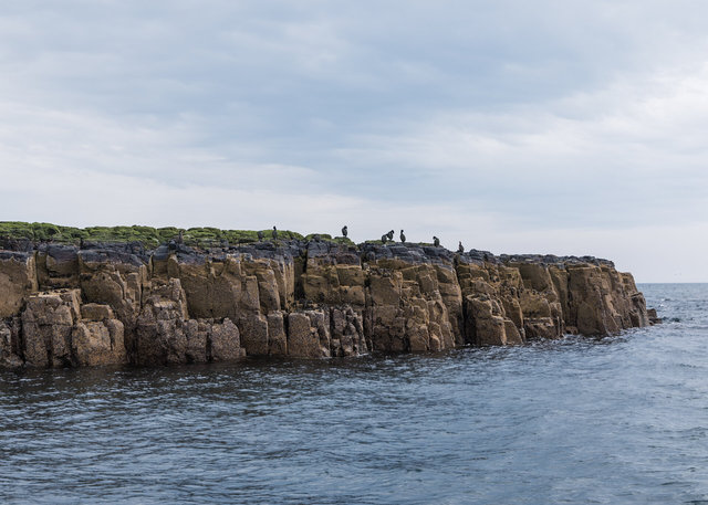 Farne Islands