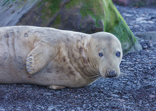 Seal at Ravenscar