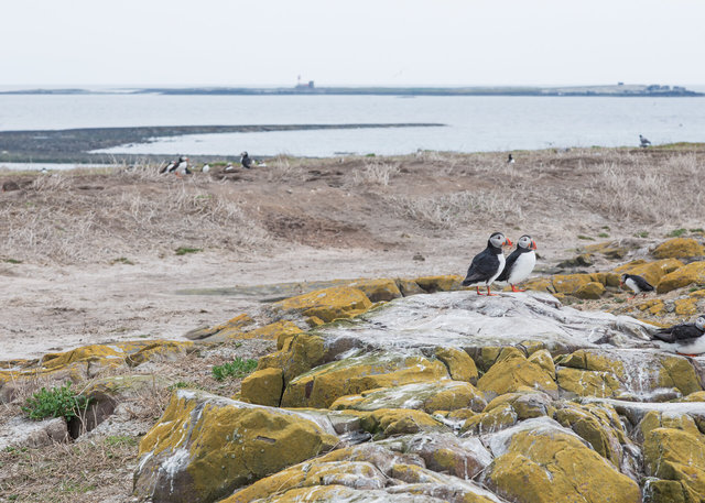 Farne Islands
