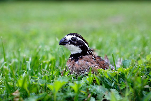 Northern Bobwhite Quail, southern Ohio