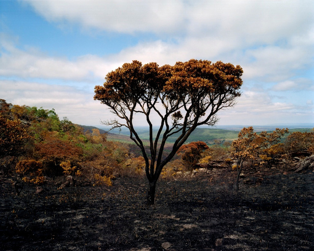 Tree at the Sertão # 1 