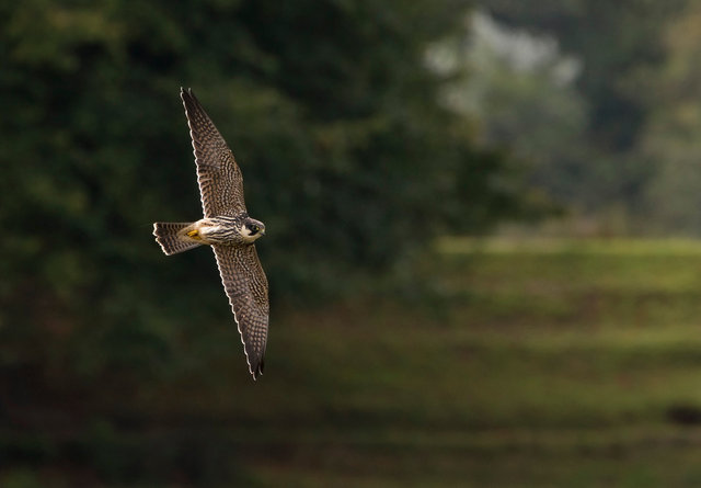 Hobby