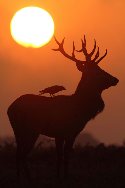 Red Deer Stag