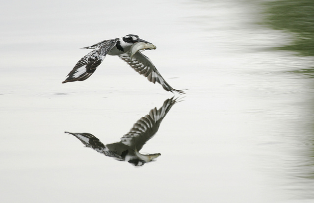 Pied kingfisher