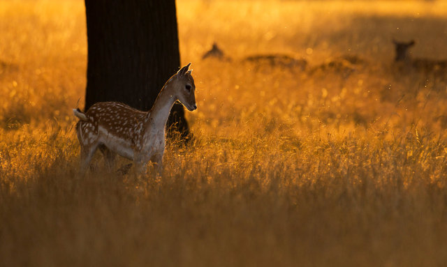 Fallow Deer