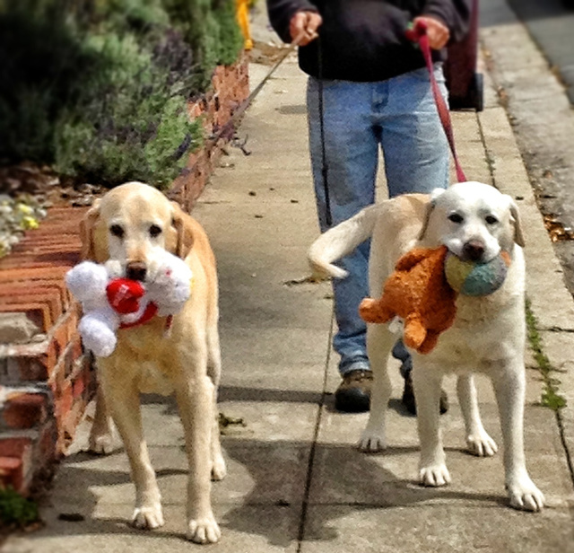Walking our toys