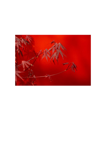 red tst.jpg