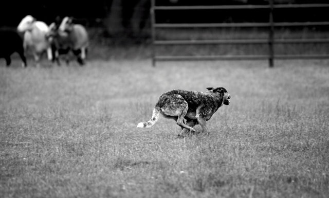 IMG_1079.jpg