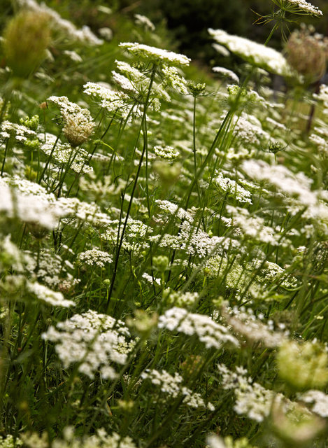 IMG_8765.jpg