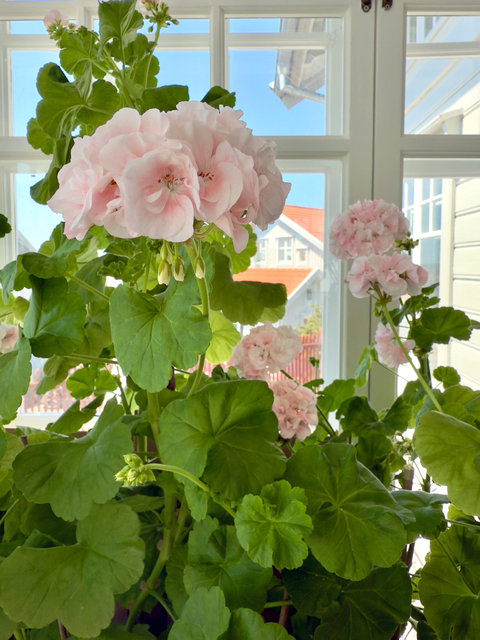 pink flowers copy.jpg