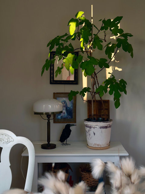 plant light copy.jpg