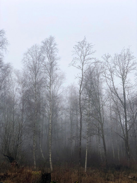 1foggy trees.jpg