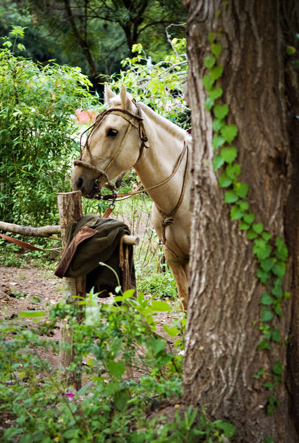 White Horse