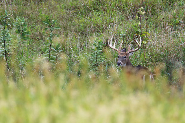 IMG_9389worked-small-Crop.jpg