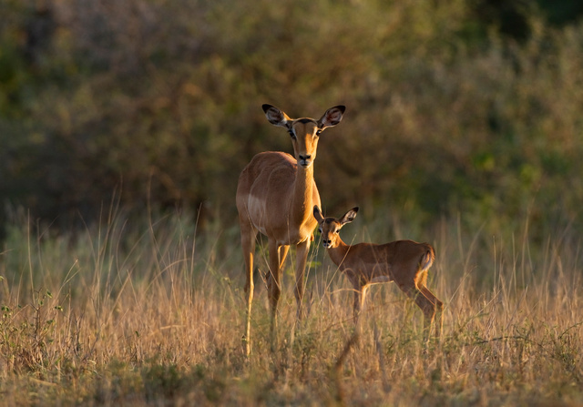 Impalas