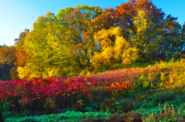 WellesleyDogPark2.jpg