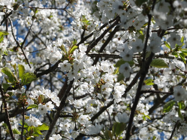 White Blossom 2 by Alison Gracie