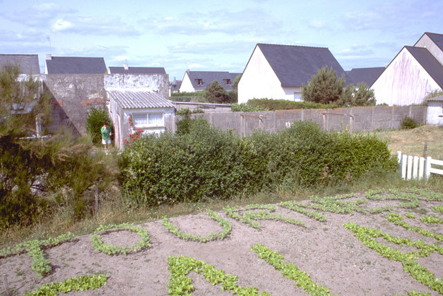 Tournesol - 1995. La Turballe