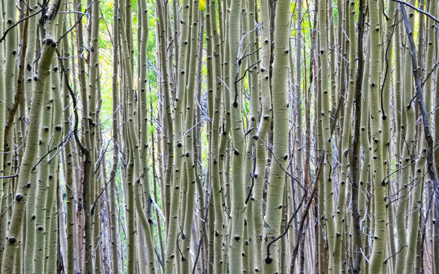 Aspens