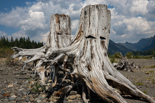 Stumped